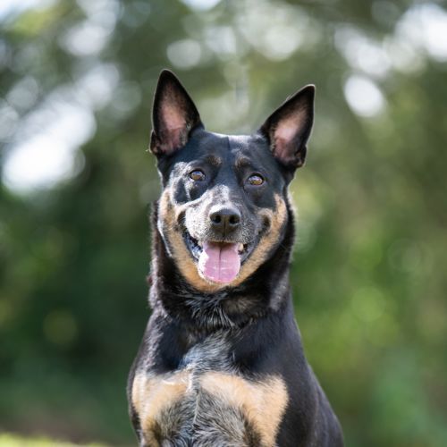 Betsy - Kelpie Dog