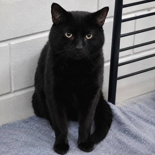 Ronald - Domestic Short Hair (DSH) Cat