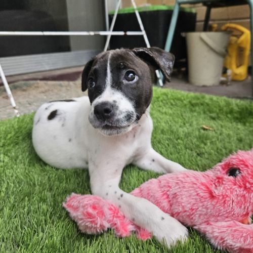 Dorothy-Anne - Staffy Dog