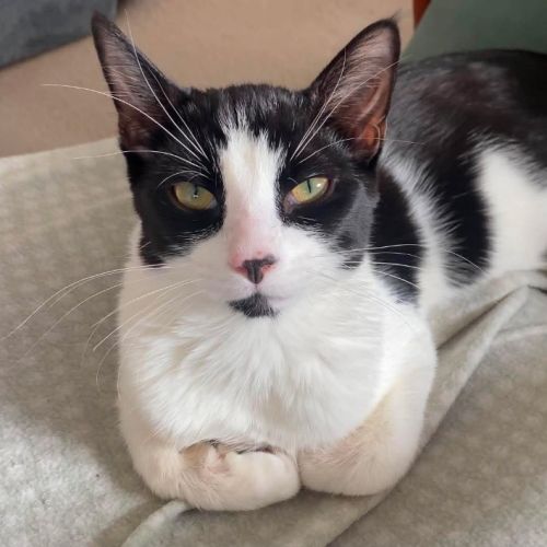Penn - Domestic Short Hair (DSH) Cat
