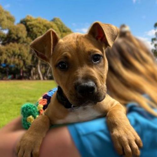 Charlie - Staffordshire Bull Terrier Dog