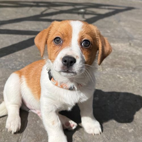 Tong - Jack Russell Terrier x Maltese Dog