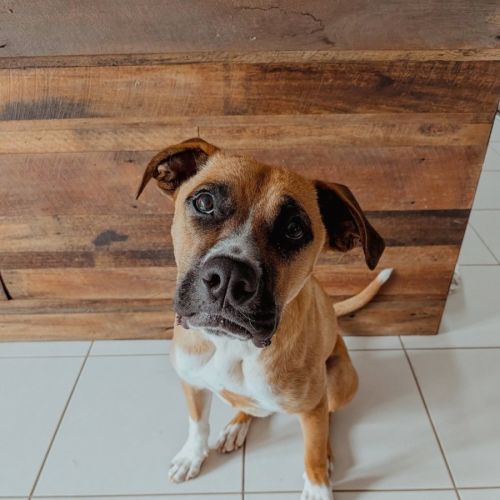 Broli *$350 Adoption Fee*  - American Staffordshire Terrier Dog