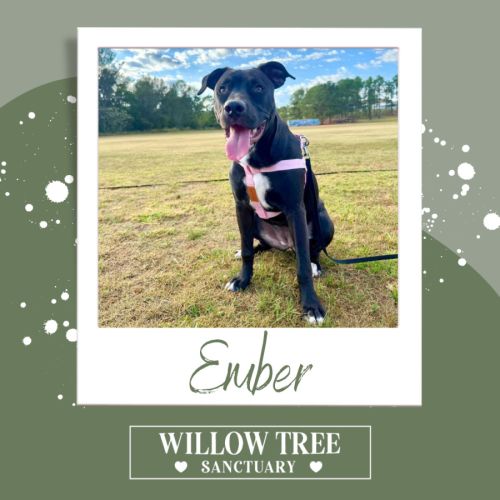 Ember - Boerboel Dog