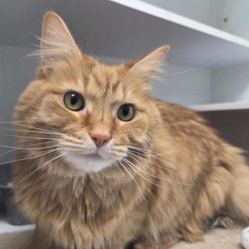 Marmalade - Domestic Medium Hair Cat