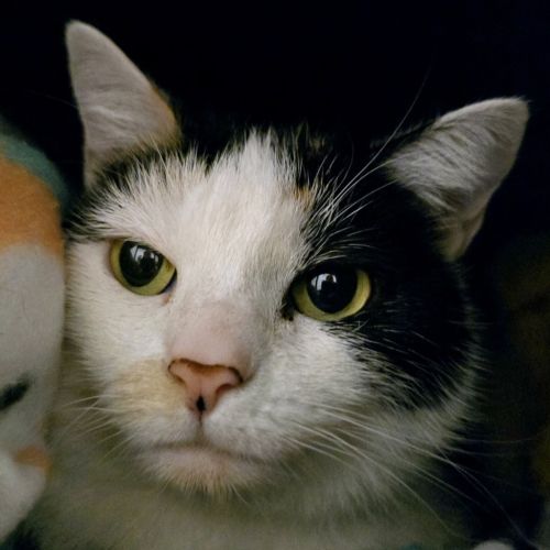 Mj - Domestic Short Hair Cat