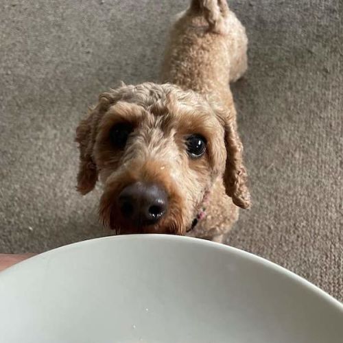 Peach - Poodle (Miniature) Dog