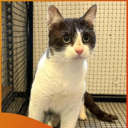 Sylvester - Domestic Short Hair (DSH) Cat