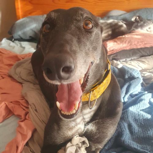 Yoko, the greyhound - Greyhound Dog