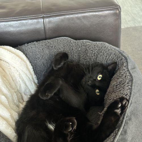 Paddington - Domestic Short Hair (DSH) Cat
