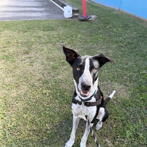 Cosmo - Border Collie Dog