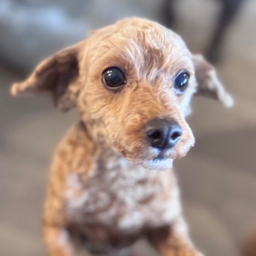 Charlie - Poodle (Miniature) x Poodle (Toy) Dog