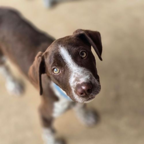 Dusty - German Shorthaired Pointer Dog