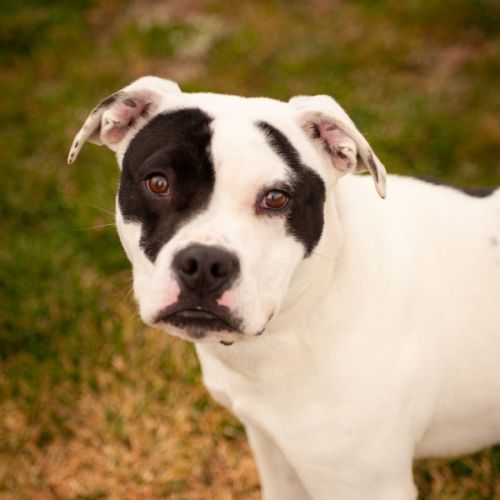 Teddy - Staffordshire Bull Terrier x Shar Pei Dog