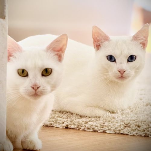 Antoinette and Angelique - Domestic Short Hair (DSH) Cat