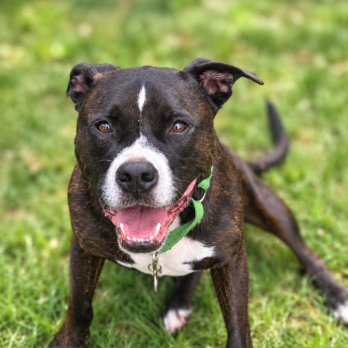 Luda - American Staffordshire Terrier Dog
