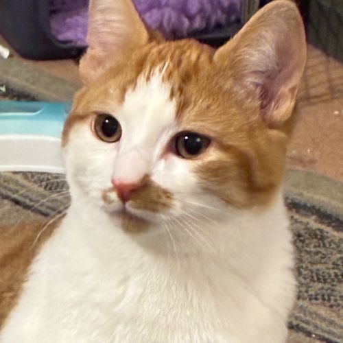 Kieran - Domestic Short Hair (DSH) Cat