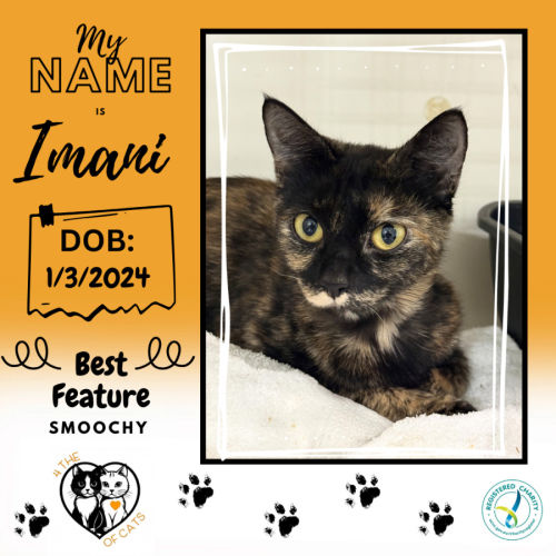 Imani - Domestic Short Hair (DSH) Cat