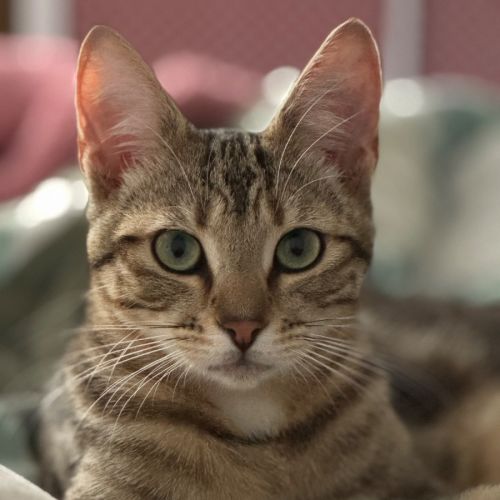 Rune - Domestic Short Hair (DSH) Cat