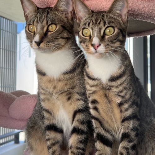 Leo and Theo - Domestic Short Hair (DSH) Cat