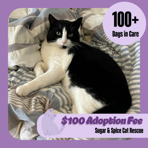 Newspaper  - Domestic Short Hair (DSH) Cat