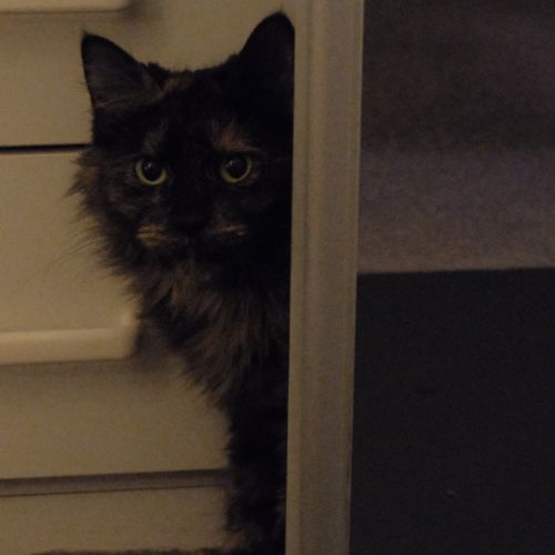 Ophelia - Domestic Short Hair (DSH) Cat