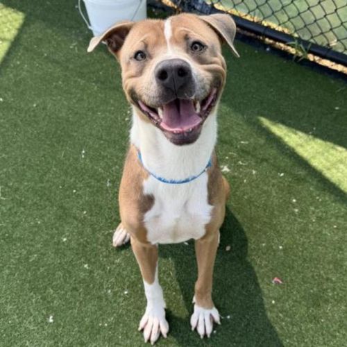 Muppet imp 221 - American Staffordshire Terrier Dog