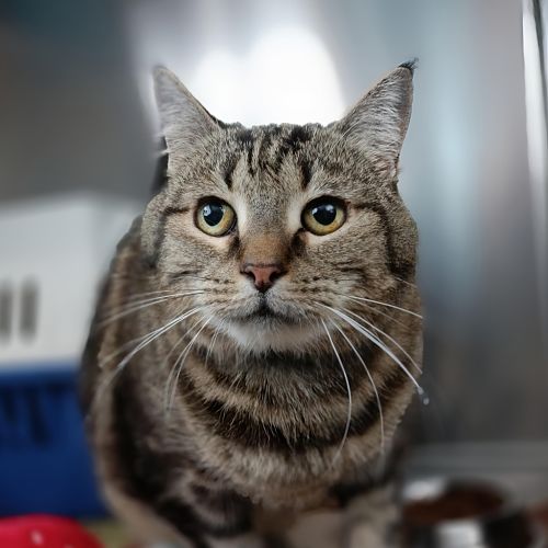 Shadow - Domestic Short Hair Cat