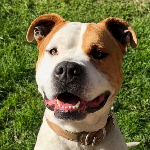 Odie - American Staffy Dog