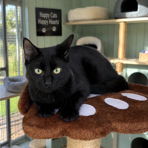 Lucifer - Domestic Short Hair (DSH) Cat