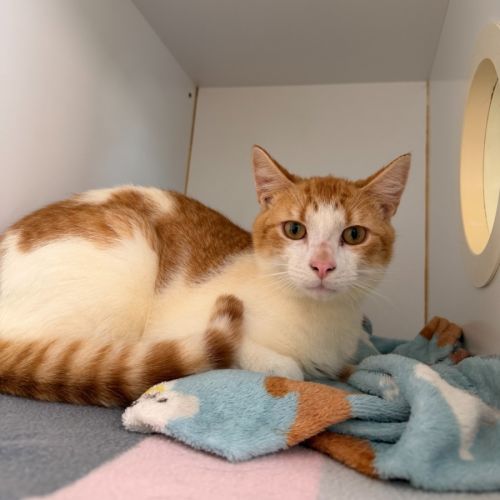 Mushie - Domestic Short Hair (DSH) Cat