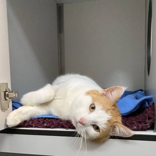 Fizzy - Domestic Short Hair Cat