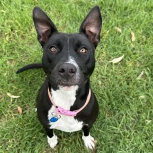 Vanellope Von Treats - Bull Arab x Staffy Dog