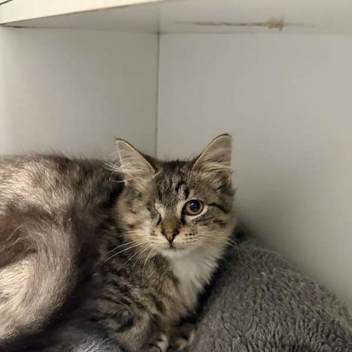One-Eyed Willy - Domestic Medium Hair (DMH) Cat