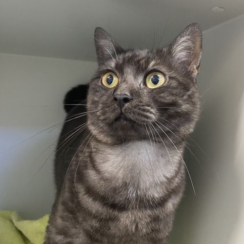 Magic - Domestic Short Hair Cat