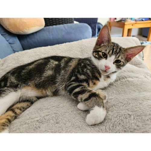 12939 - Huey - Domestic Short Hair (DSH) Cat