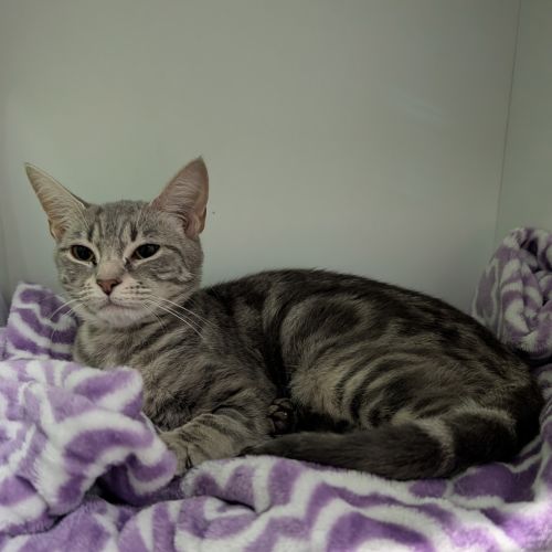 Sarabi - Domestic Short Hair Cat