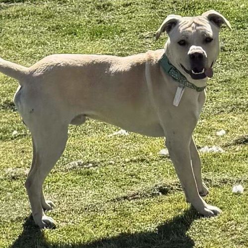 Astro - American Staffordshire Terrier Dog