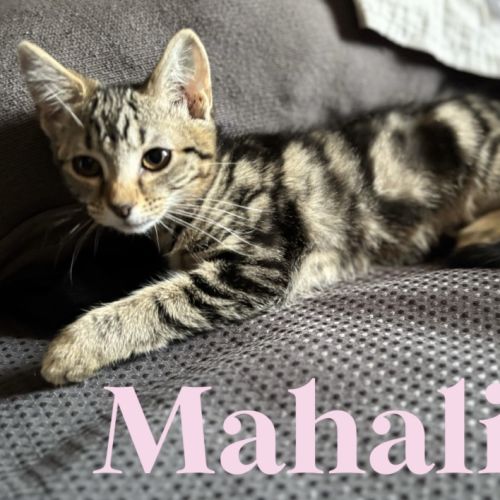 Mahalia  - Domestic Short Hair (DSH) Cat