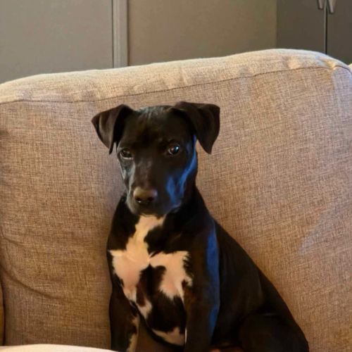 Kola - Mixed breed Dog