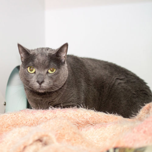 Missy - Domestic Short Hair Cat