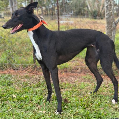 Olly - Greyhound Dog