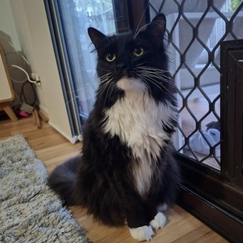 Manny - Domestic Medium Hair (DMH) Cat
