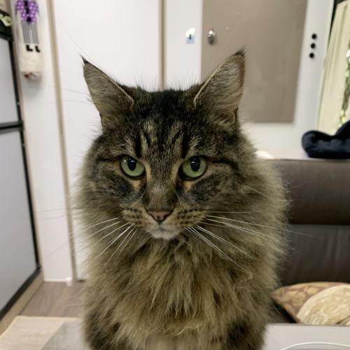Hazel - Domestic Medium Hair (DMH) Cat