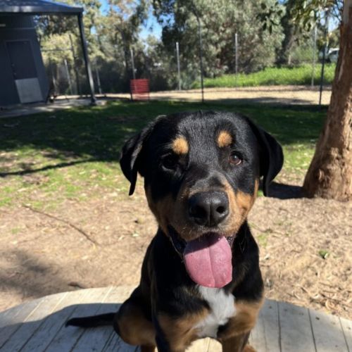 Skip - Rottweiler Dog