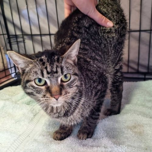 Sabo - Domestic Short Hair (DSH) Cat
