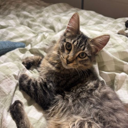 Joel - Domestic Long Hair (DLH) Cat