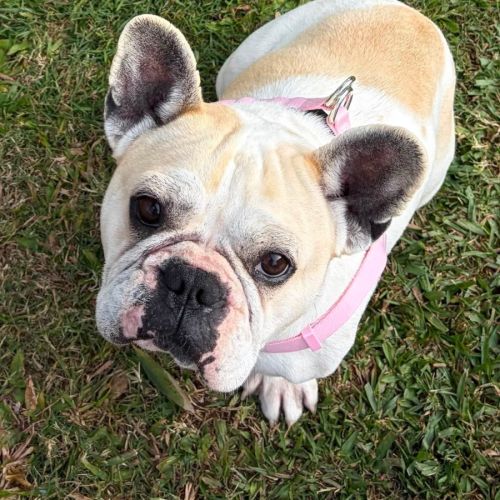 Lotus - French Bulldog