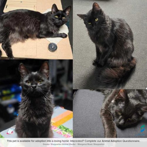 Atlas - Domestic Medium Hair (DMH) Cat