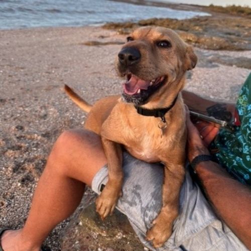 Pia - Mixed breed Dog